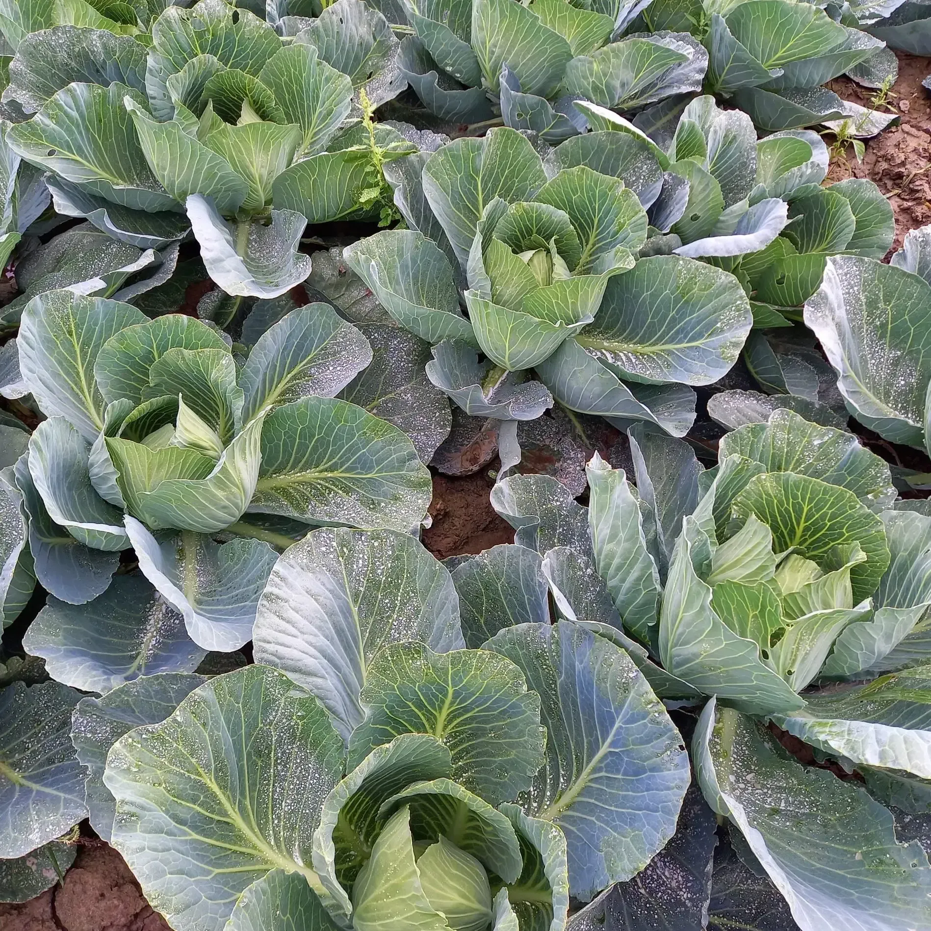 Biolit ultrafein plus UV-Schutz