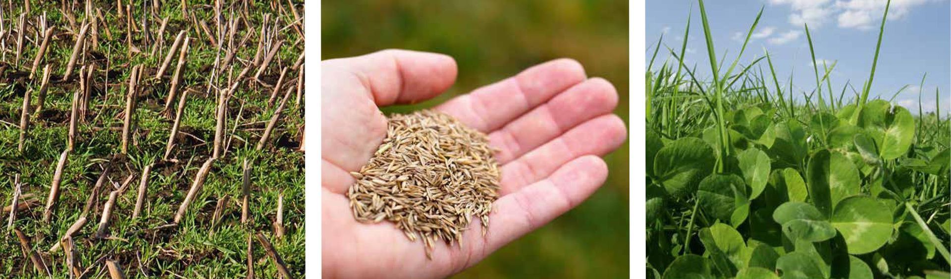 Für eine wirtschaftliche Milchproduktion ist die Grundfutterqualität von entscheidender  Bedeutung. 