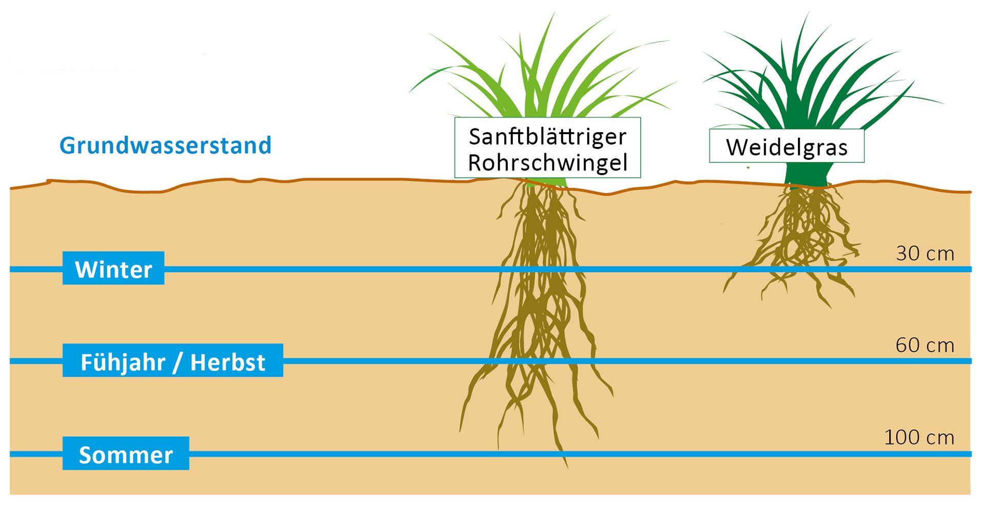 Wurzelbildung Vergleich santblätteriger Rohschwingel mit engl Raygras