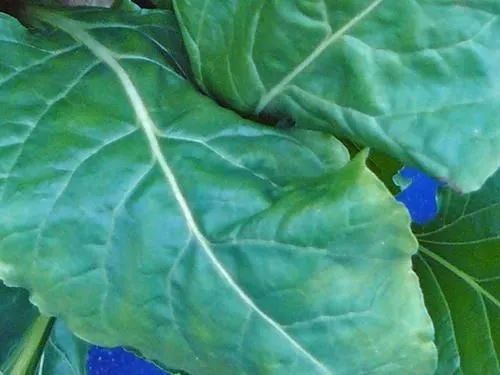 Zinkmangel bei Zuckerrüben