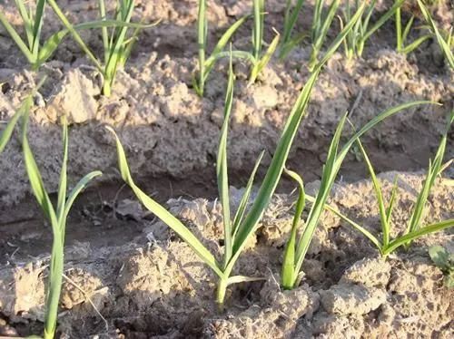 Zinkmangel bei Zwiebeln