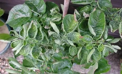 Zinkmangel bei Kartoffeln