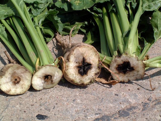 Bor-Fäule bei Zuckerrüben