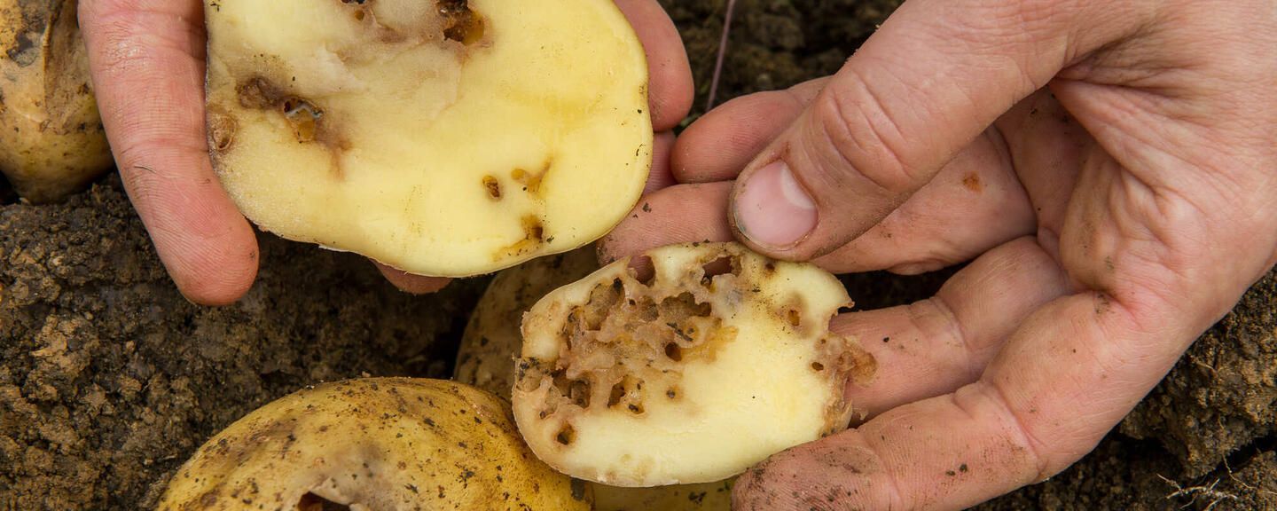 Drahtwurm vergrämen, Selenhaltige Böden mag der Drahtwurm nicht