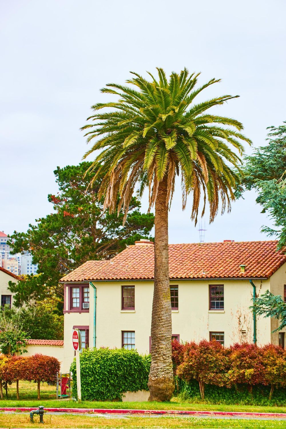 Palm tree in front of a tan building with a red tile roof, and a grassy area in the foreground.