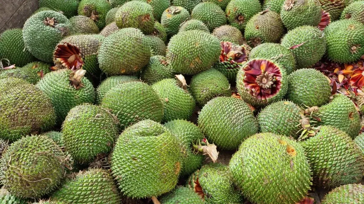 Pinhão na Serra - Agronegócio catarinense