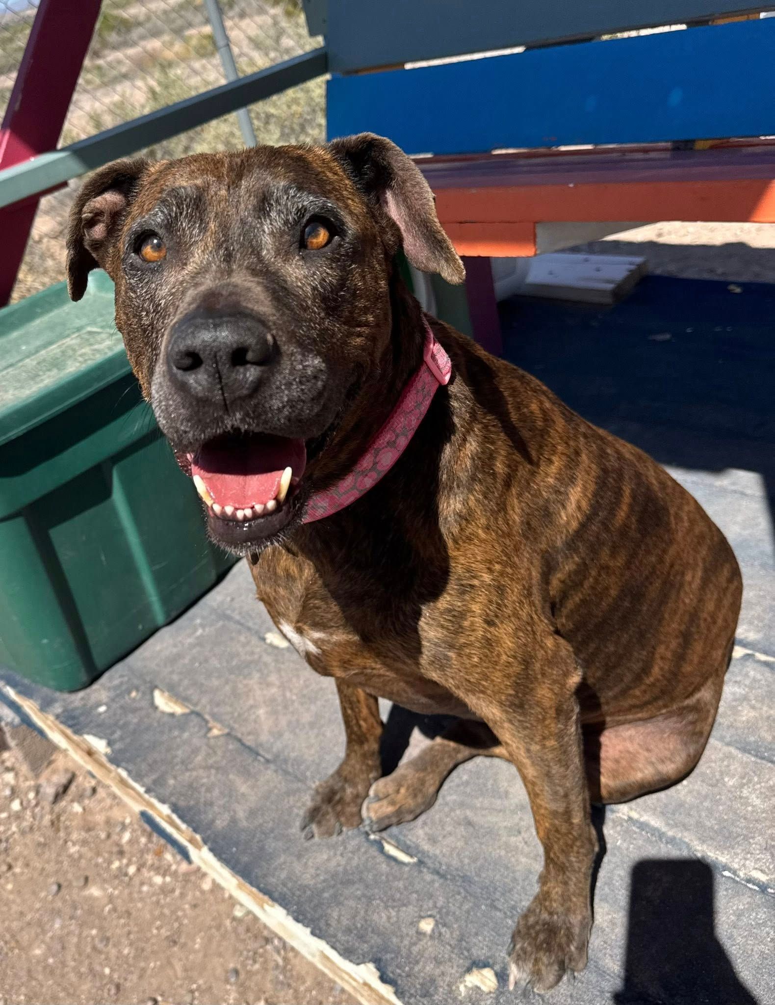 Brindle dog with a pink collar sitting on a boat deck, panting in the sun.