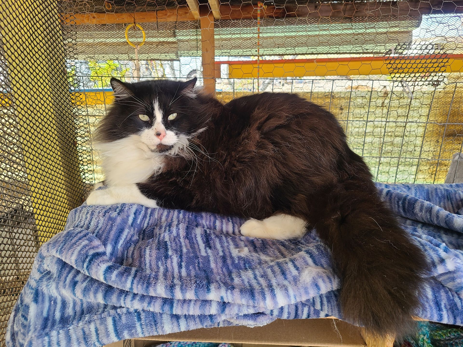 Black and white fluffy cat resting on a blue blanket.
