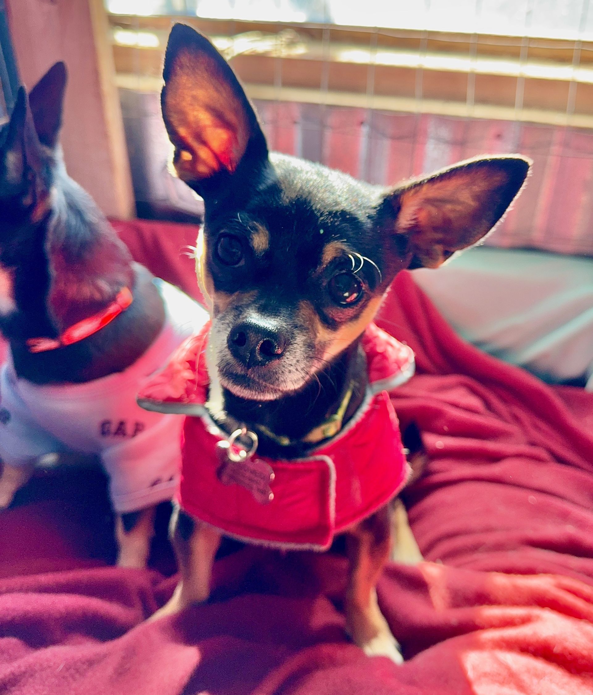 Chihuahua wearing a red coat with a star-shaped tag sits on a red blanket. Another dog is in the background.