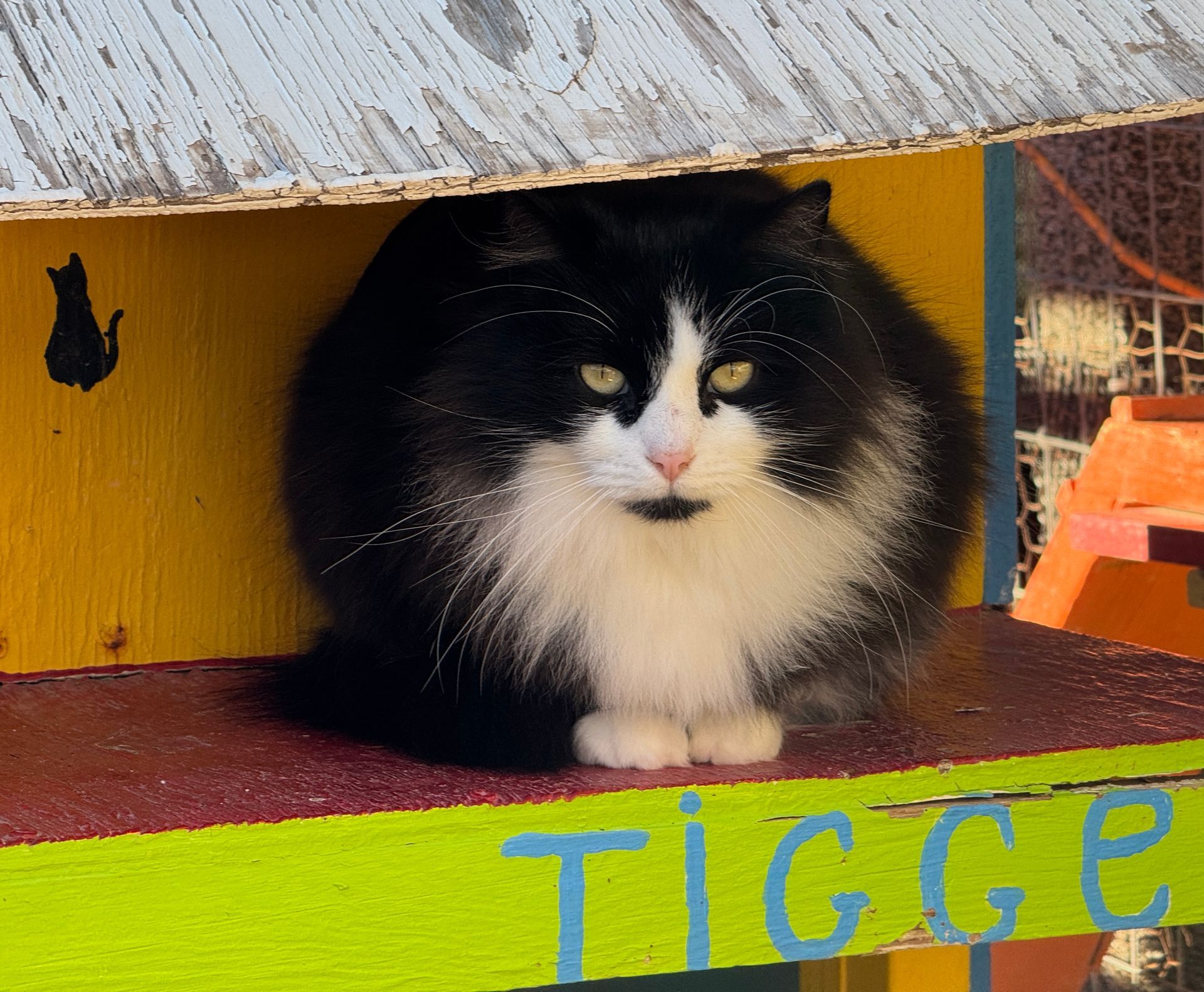 Fluffy black and white cat sits inside a colorful wooden shelter, looking forward.