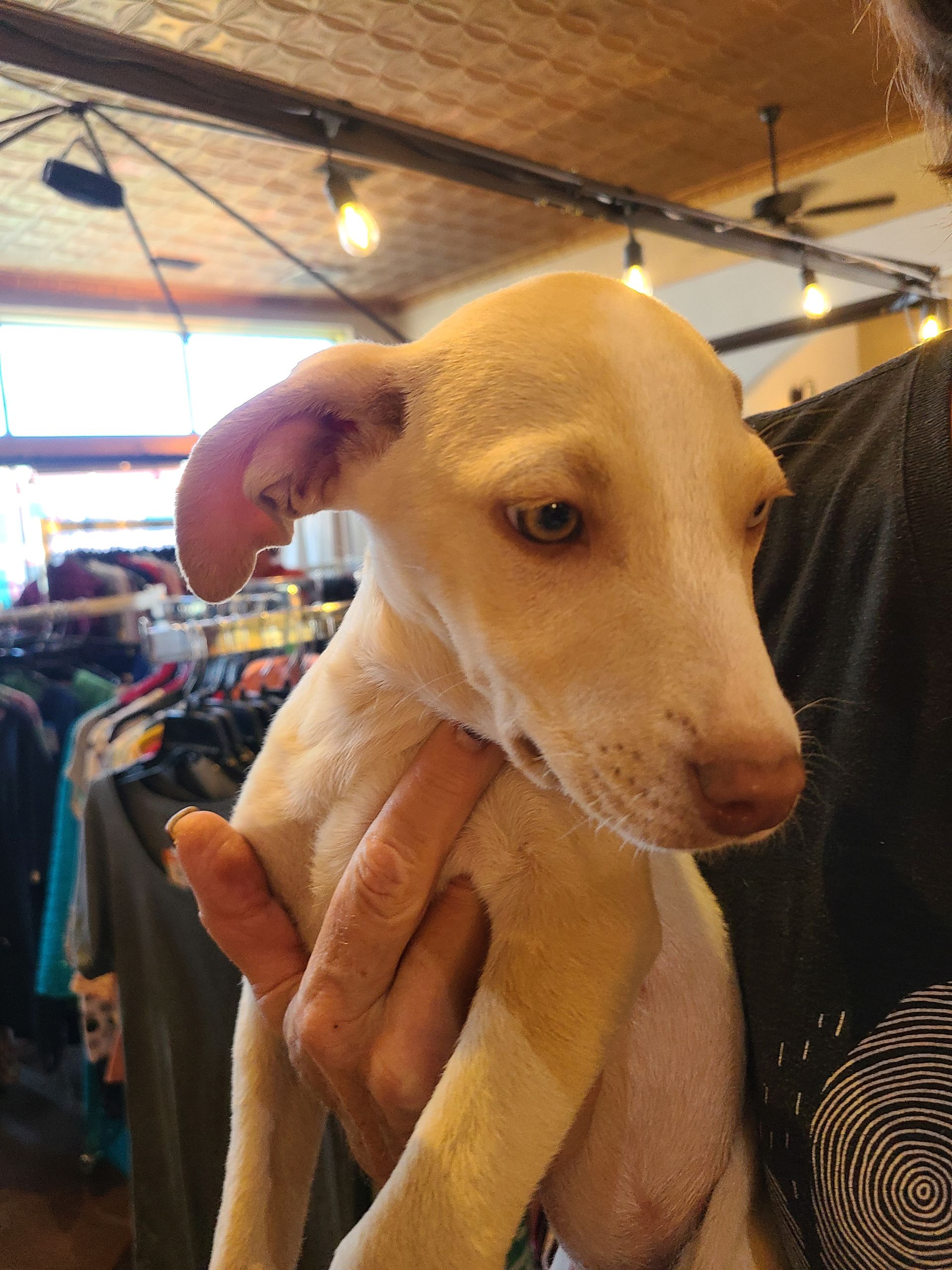 Light-colored puppy with droopy ears held by a person. Inside a store, possibly a clothing store.