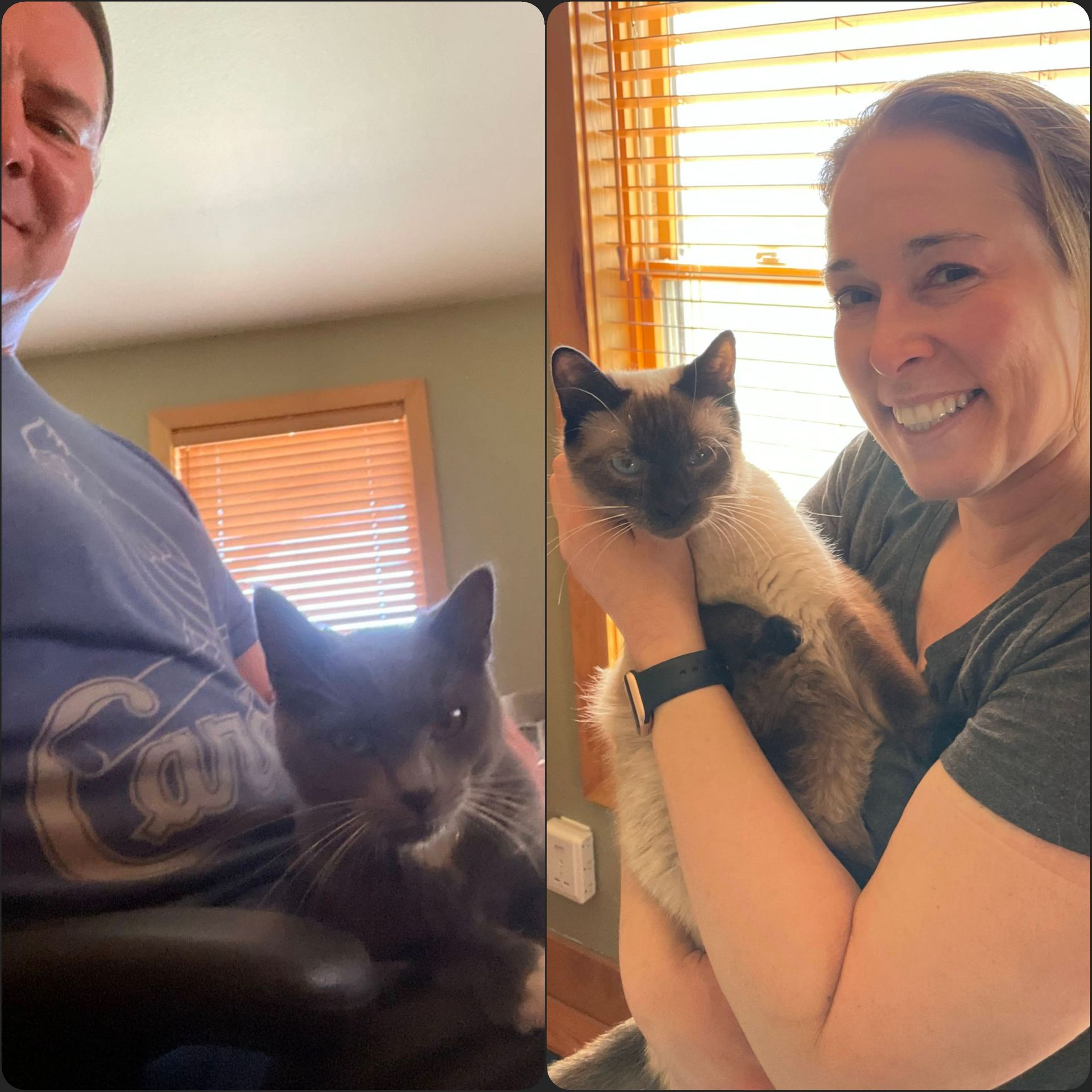 A side-by-side photo showing a person sitting with a gray cat and another person holding a Siamese cat near a window.