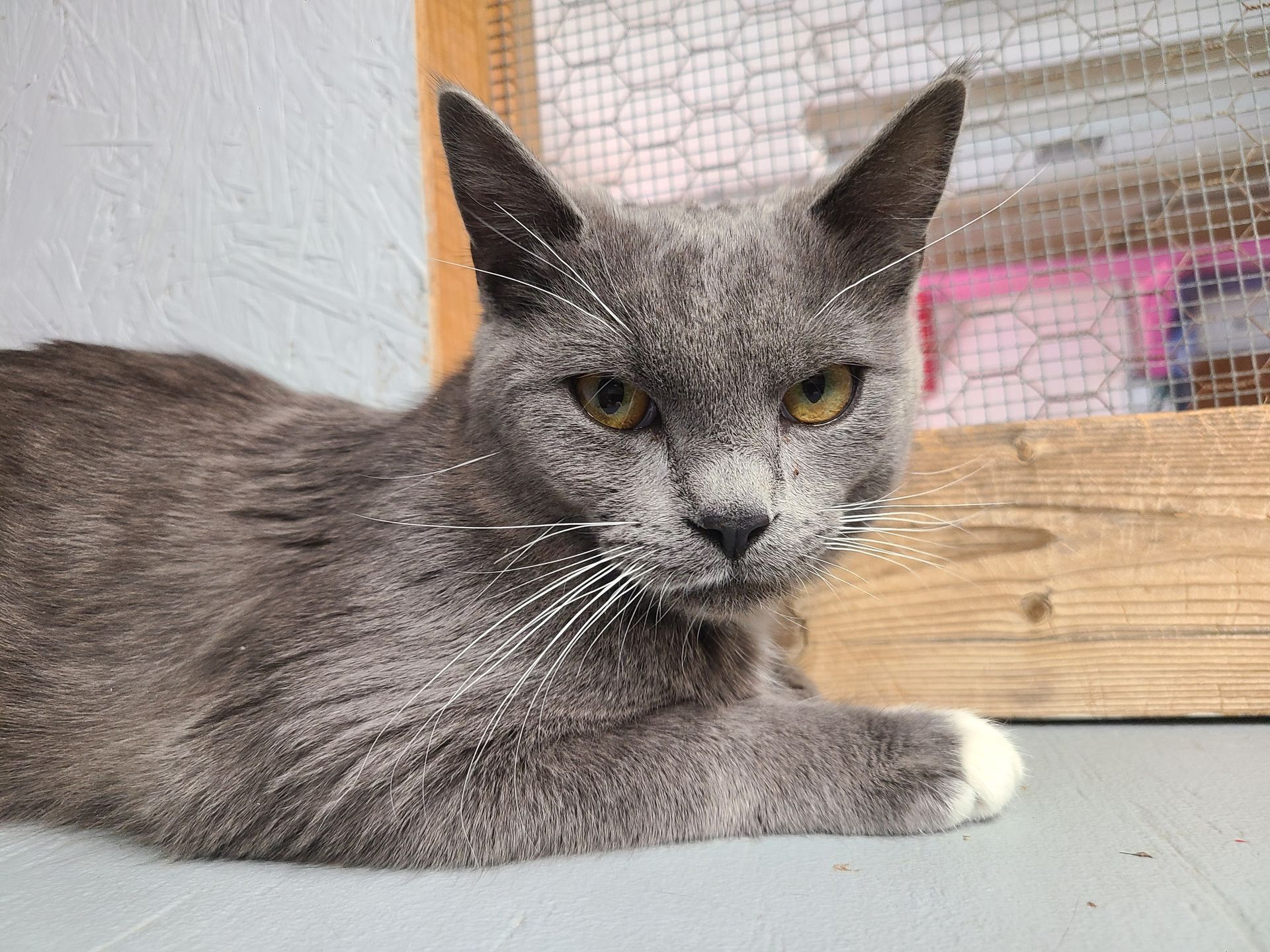Gray cat with yellow eyes, white whiskers, and a white-tipped paw, resting indoors.