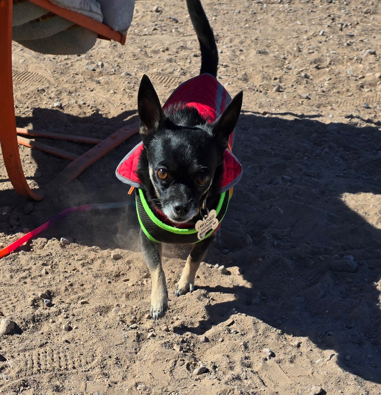 Black dog wearing a red coat and green harness walks towards the camera in a sandy area.