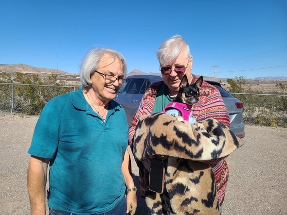 Black and brown Chihuahua with pink harness looking up. Another dog and person are in the background.