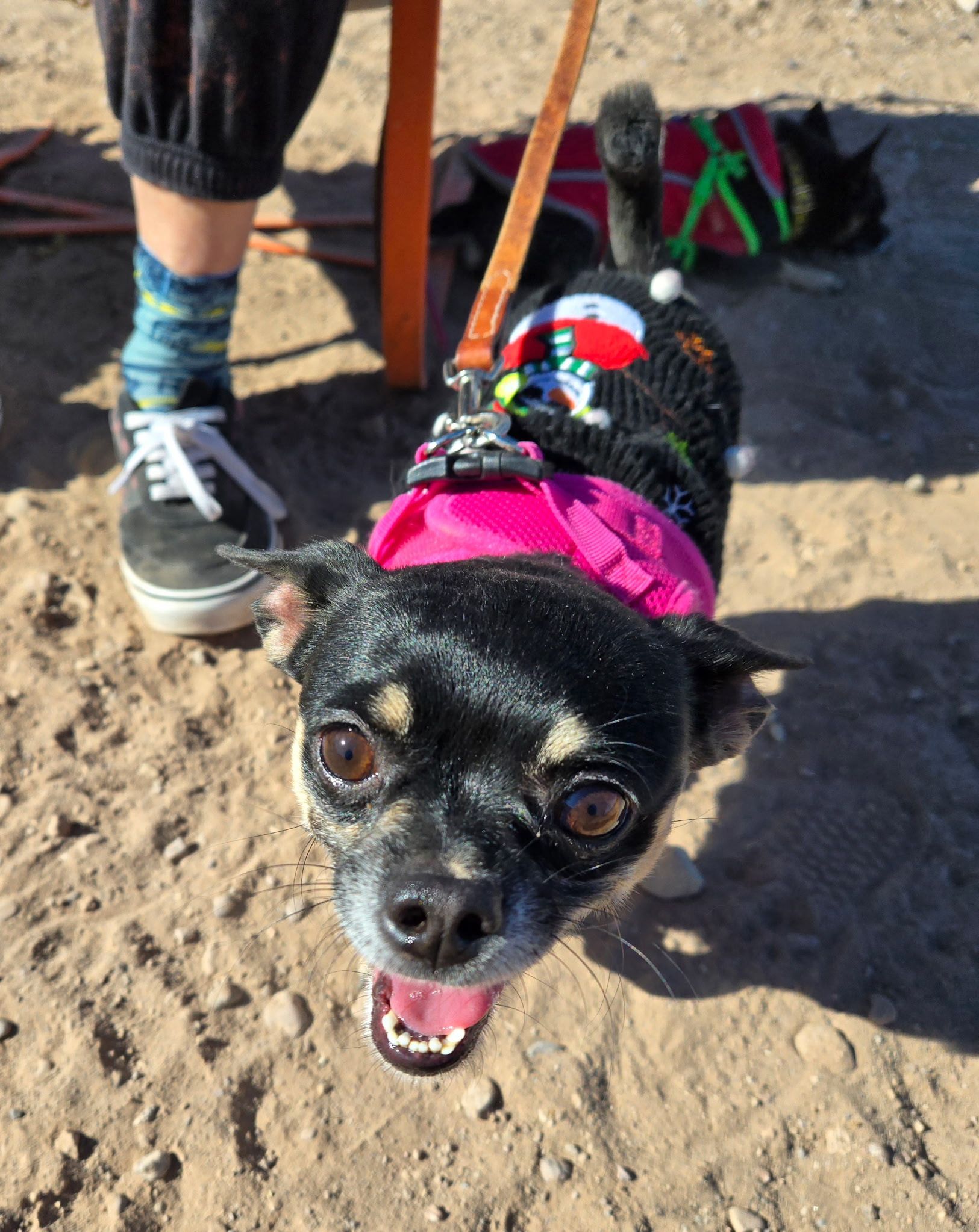 Black Chihuahua in pink harness looking at the camera, wearing sweater, on sand; another dog in background.