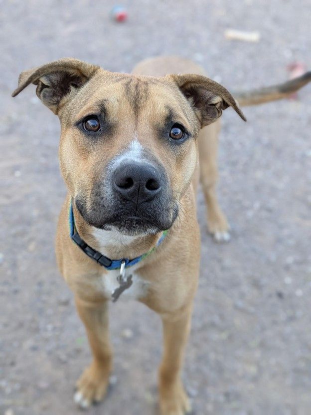 Smiling dog being hugged by a person, wearing a green harness. Leash and phone in frame.