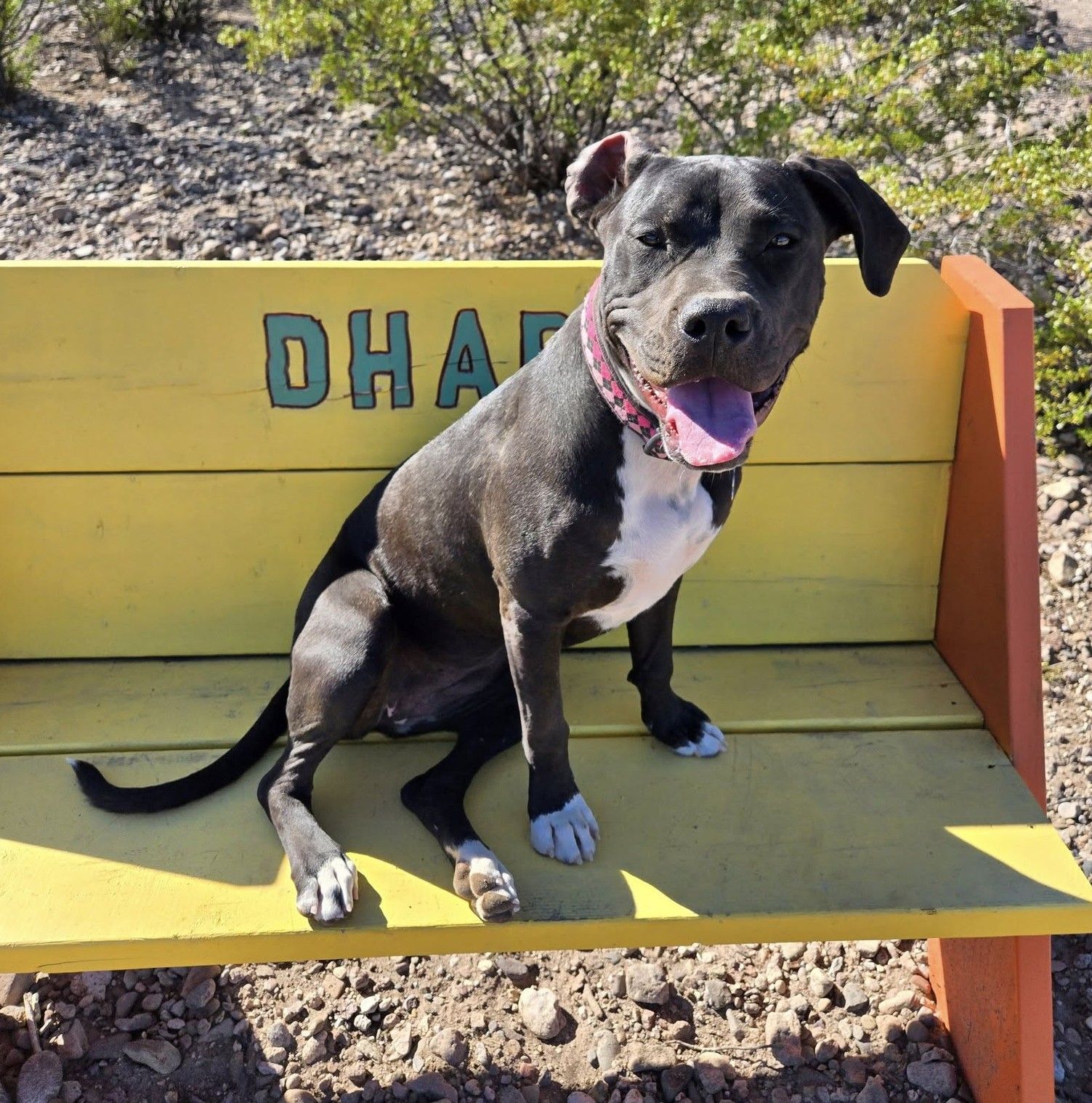 Dog sitting on a yellow bench with the word 