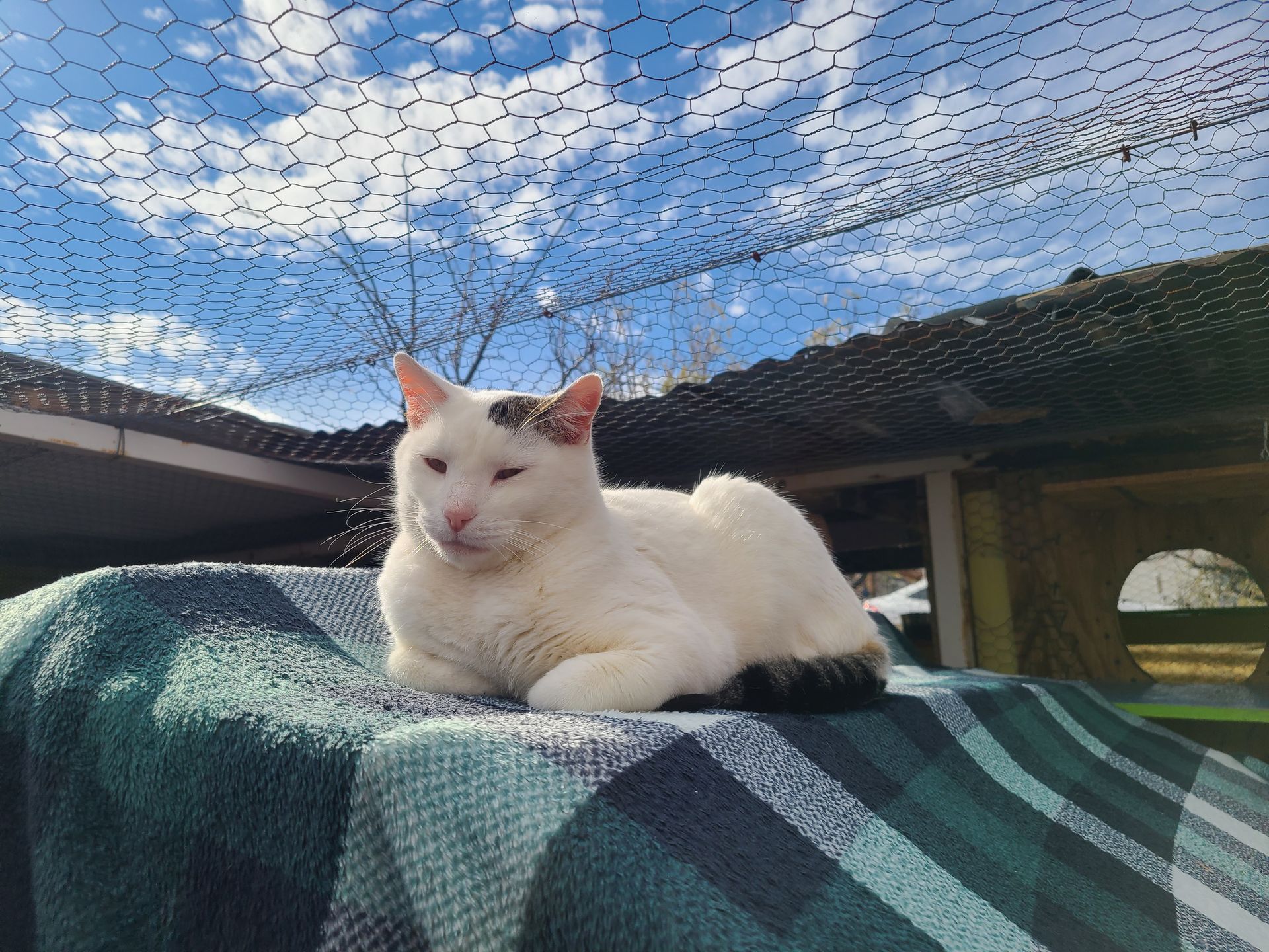 White cat with dark markings rests on a blue blanket outdoors under netting, blue sky in the background.