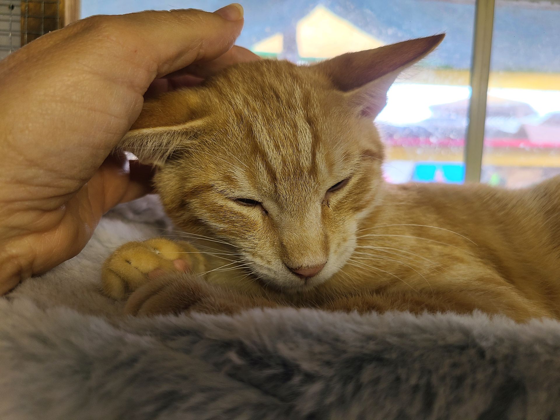 Black cat with heterochromia sits on a windowsill. One eye is green and the other is yellow.