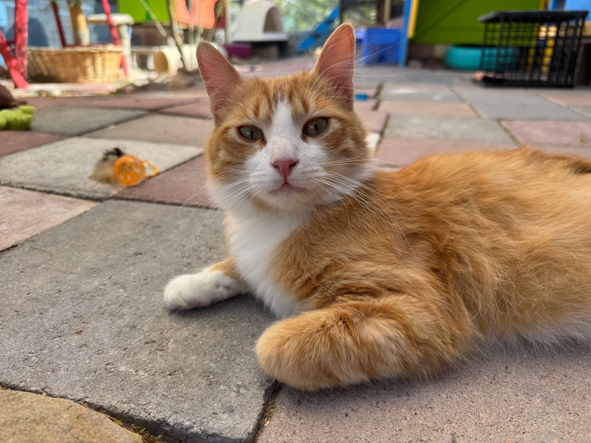 Orange-and-white cat lying on stone pavers in a courtyard, looking at the camera.