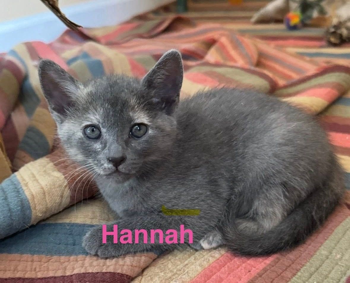 Gray kitten curled on a colorful striped blanket, with pink text reading “Hannah”