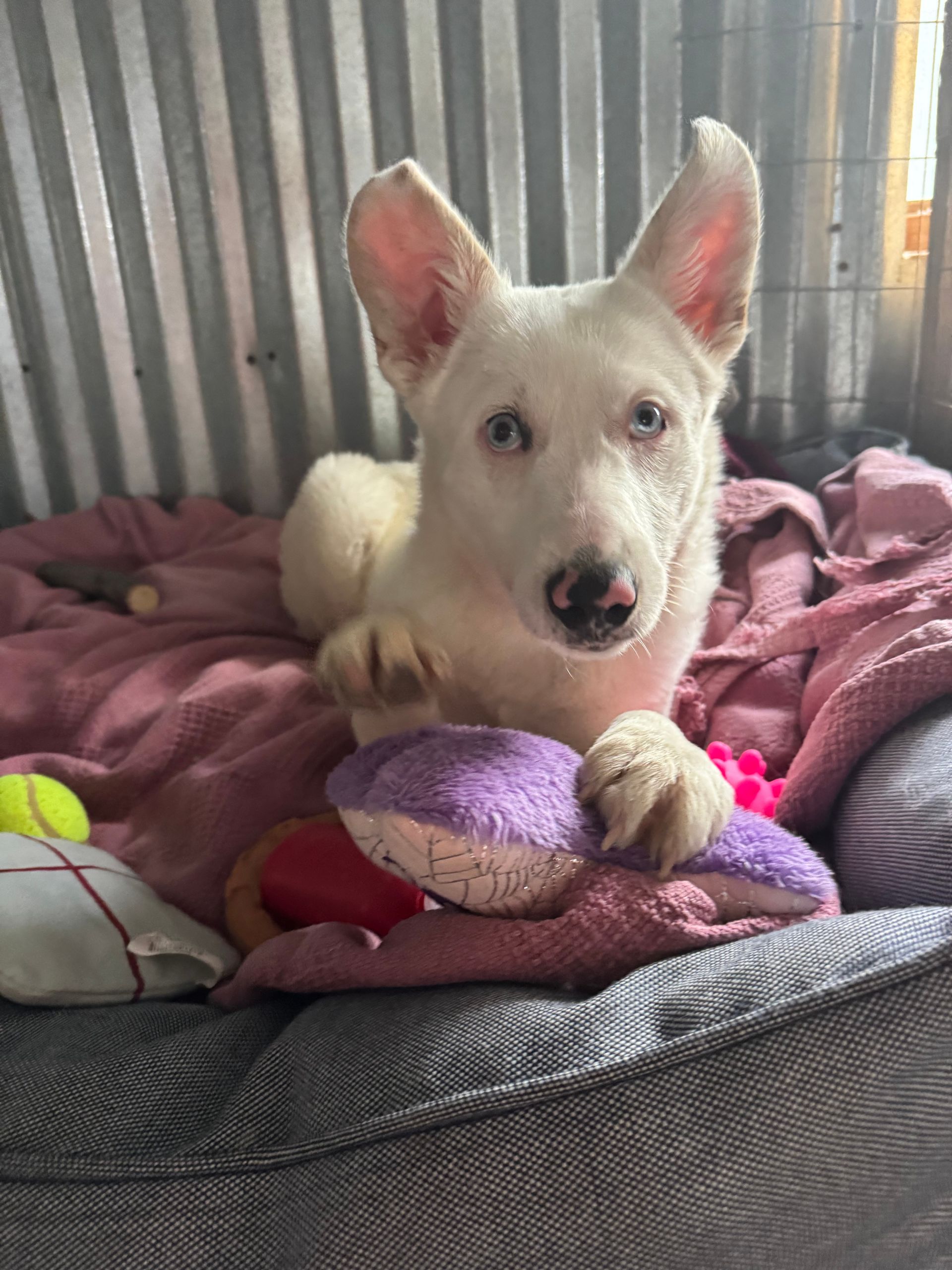 White dog lying on a gray bed with purple and pink blankets, holding a plush toy and looking at the camera