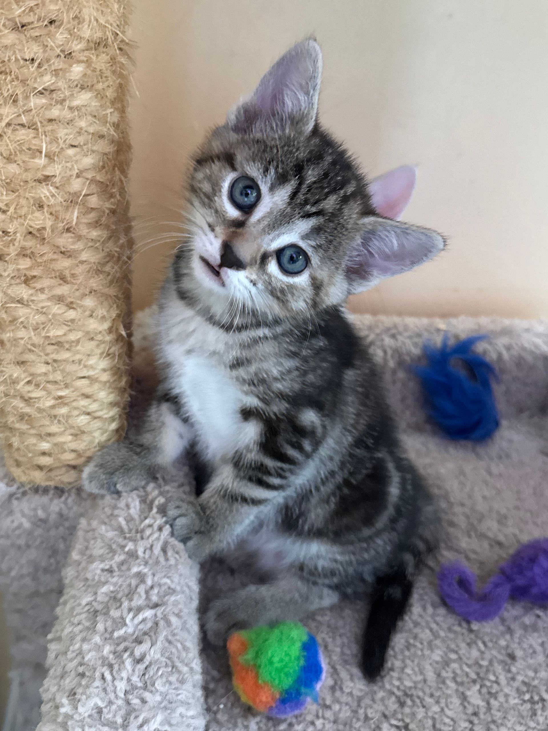 Small tabby kitten sitting on a cat tree, tilting its head beside a colorful ball toy.