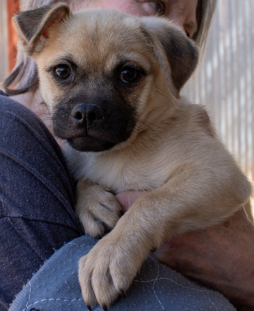 A tan puppy with a black muzzle and floppy ears being held by a person in a grey sweater.