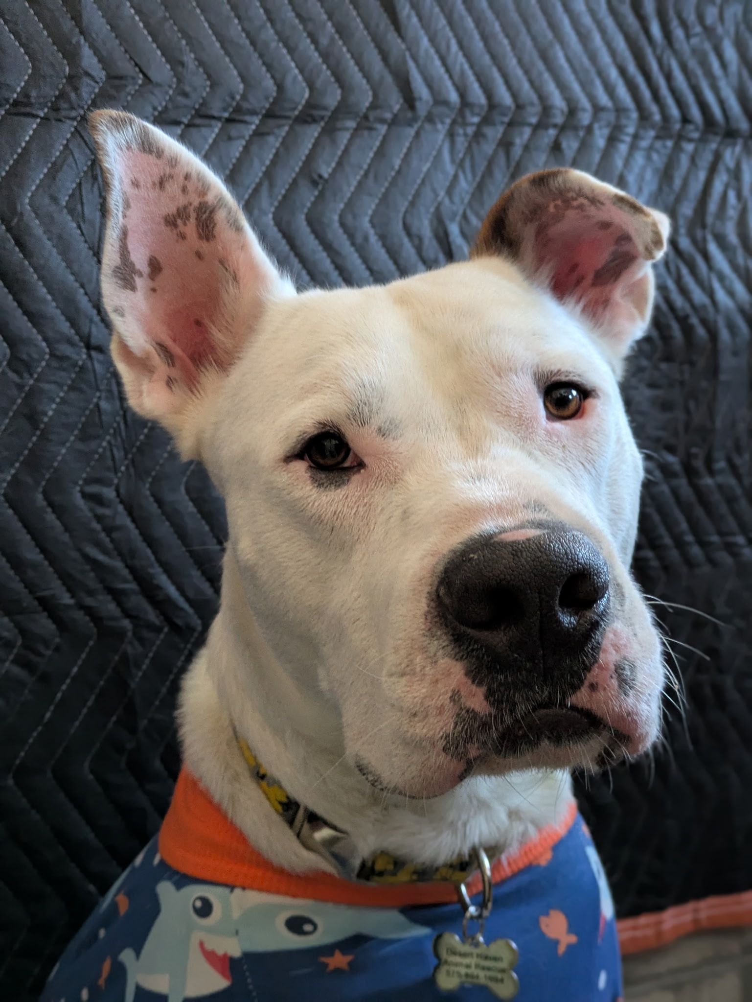 White spotted dog sitting in the back seat of a car, looking forward with tongue out.