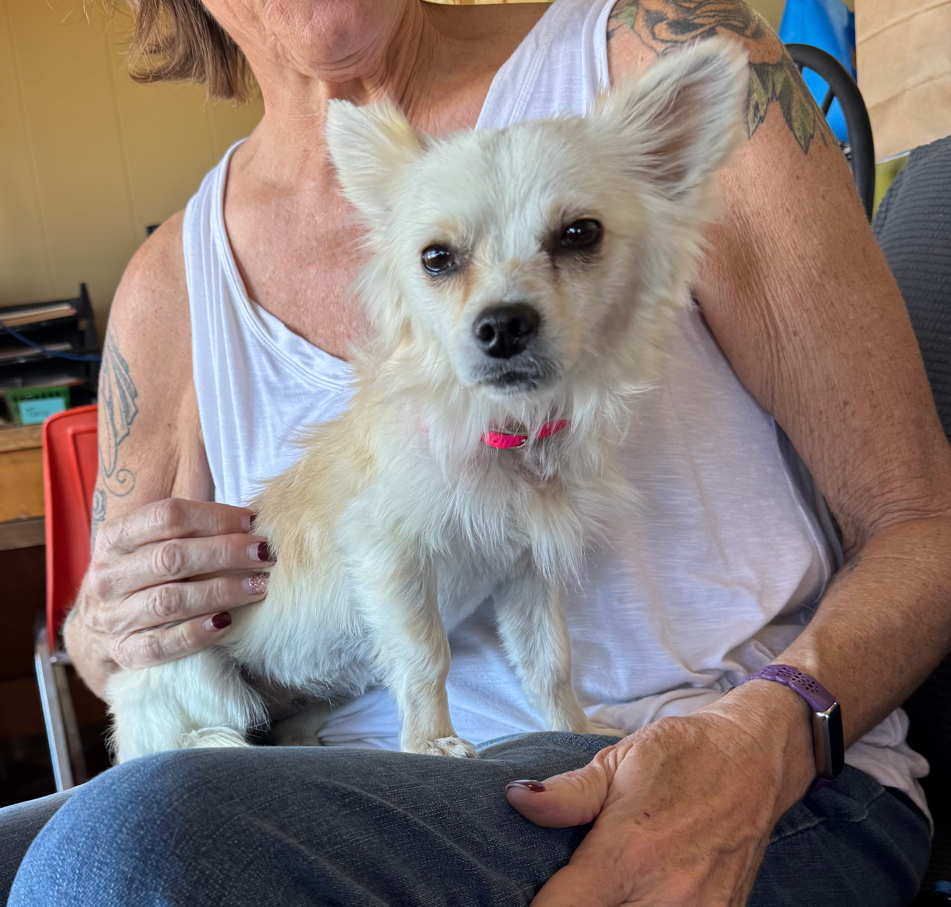 Small white dog with a pink collar sits on a person's lap; person wears a white tank top and holds the dog.