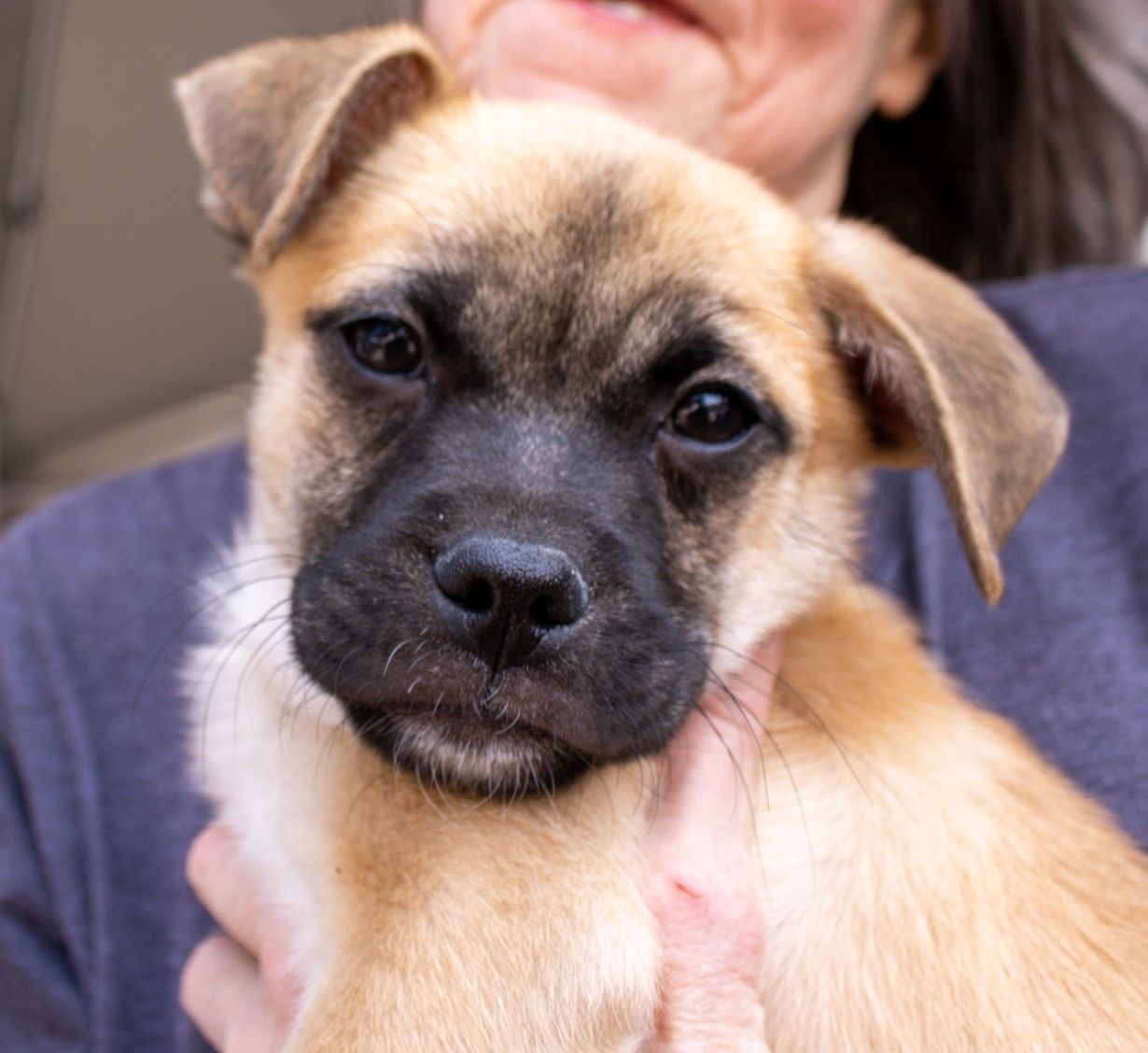 A tan puppy with a black muzzle and floppy ears being held by a person.