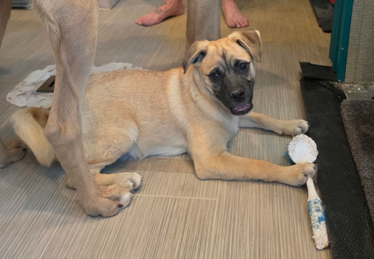 Tan dog lying on a floor, chewing a white ball toy near a person’s legs