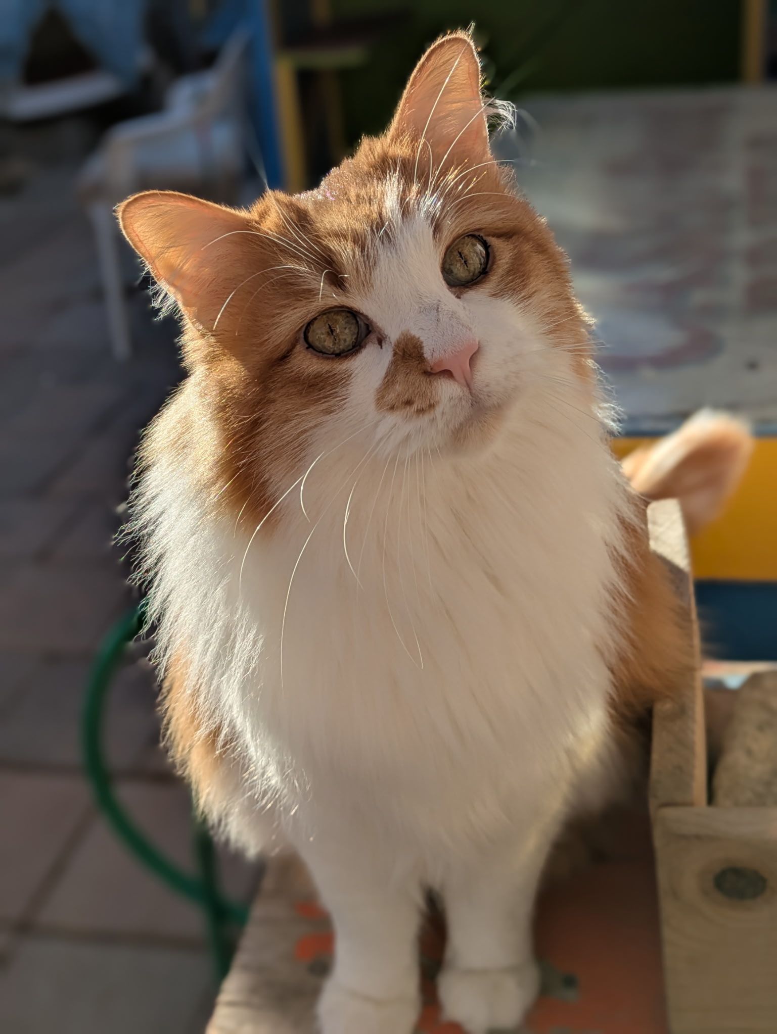 Orange and white fluffy cat with curious expression, outdoors.
