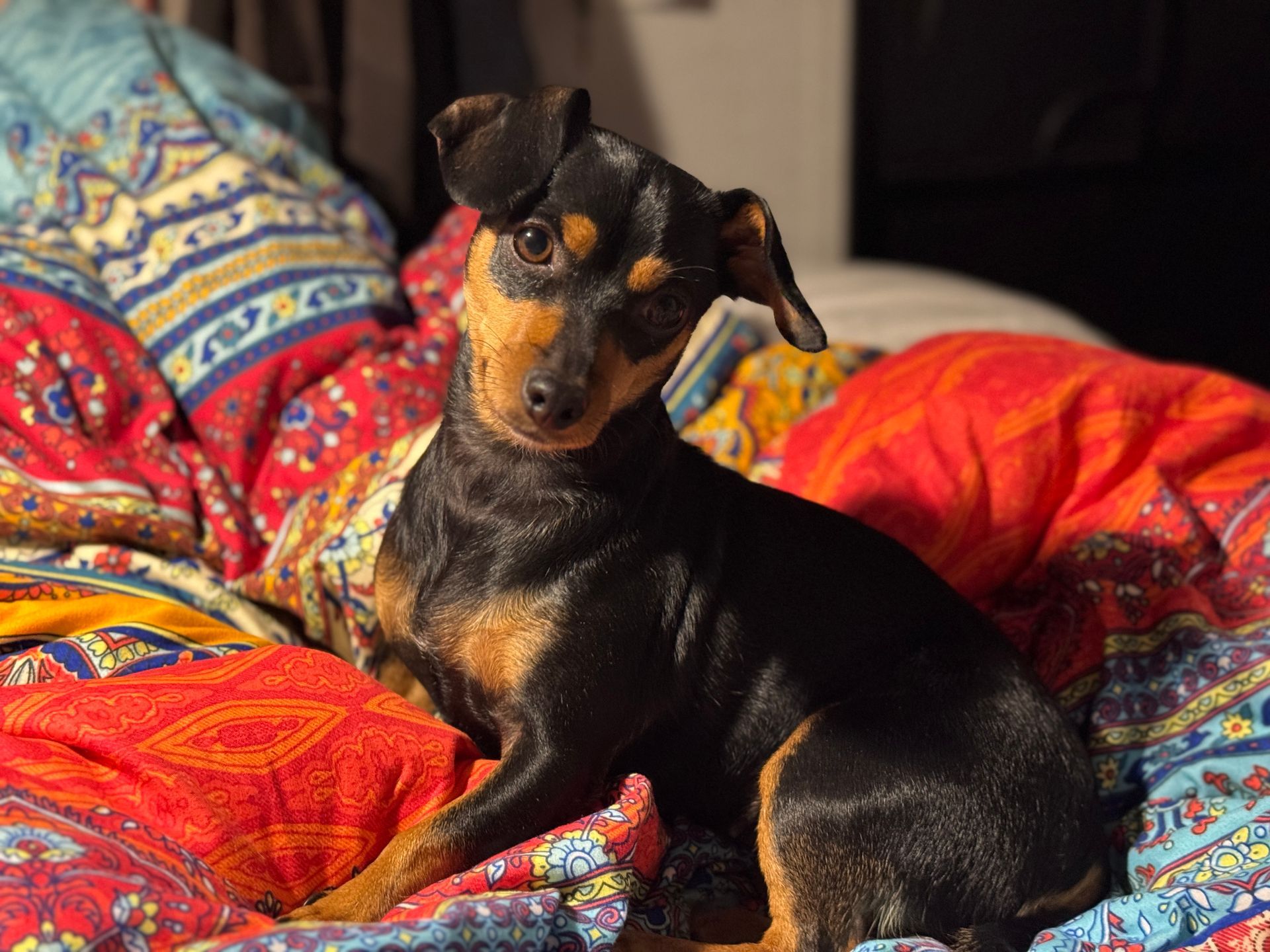 Black and tan dog with one floppy ear, sitting on a colorful patterned blanket, looking towards camera.