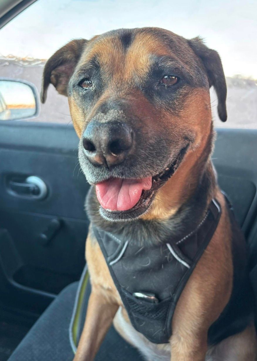 Brown and black dog wearing a harness, smiling, sitting in a car.