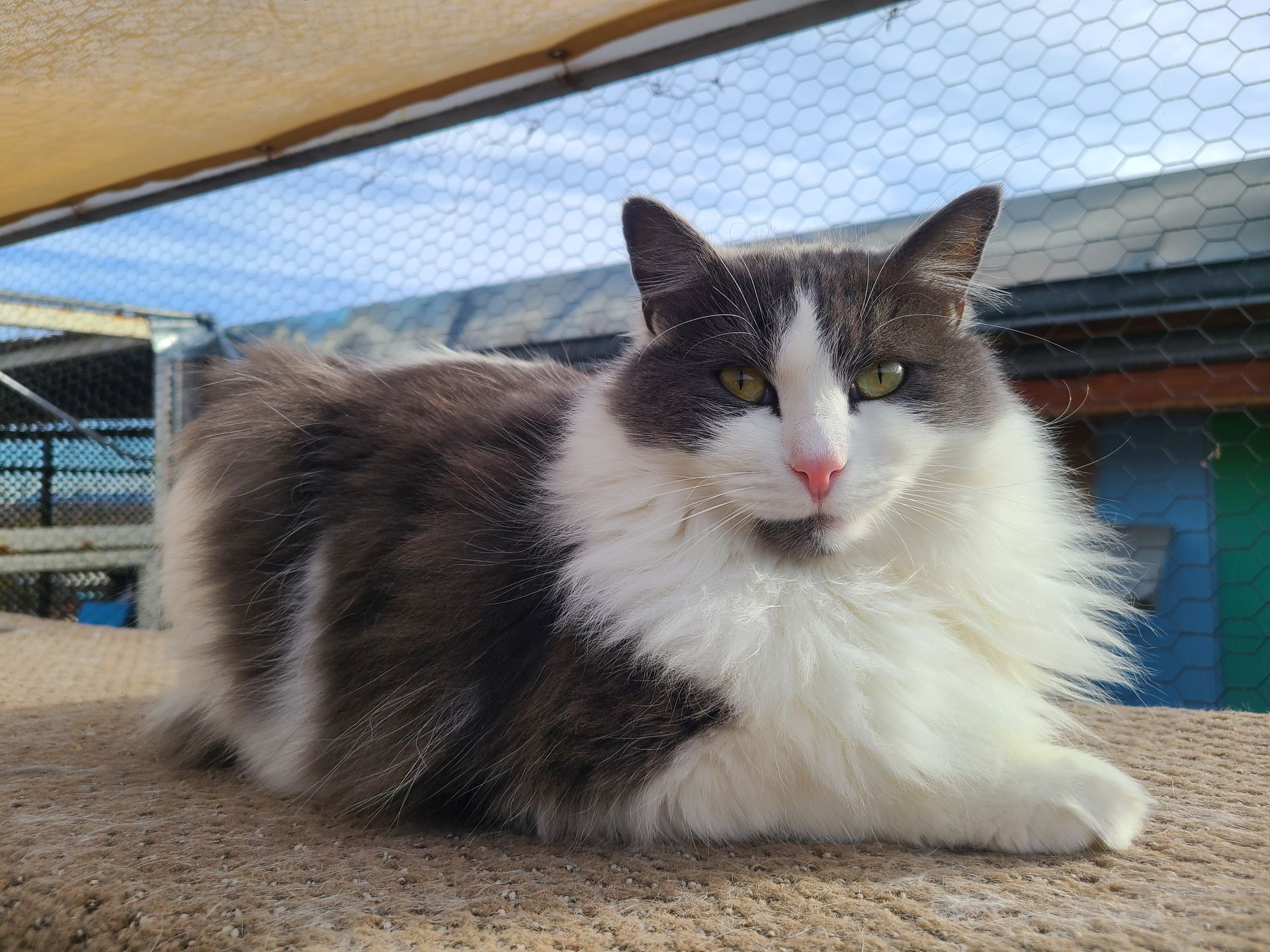 Gray and white fluffy cat resting outdoors, looking toward the viewer.