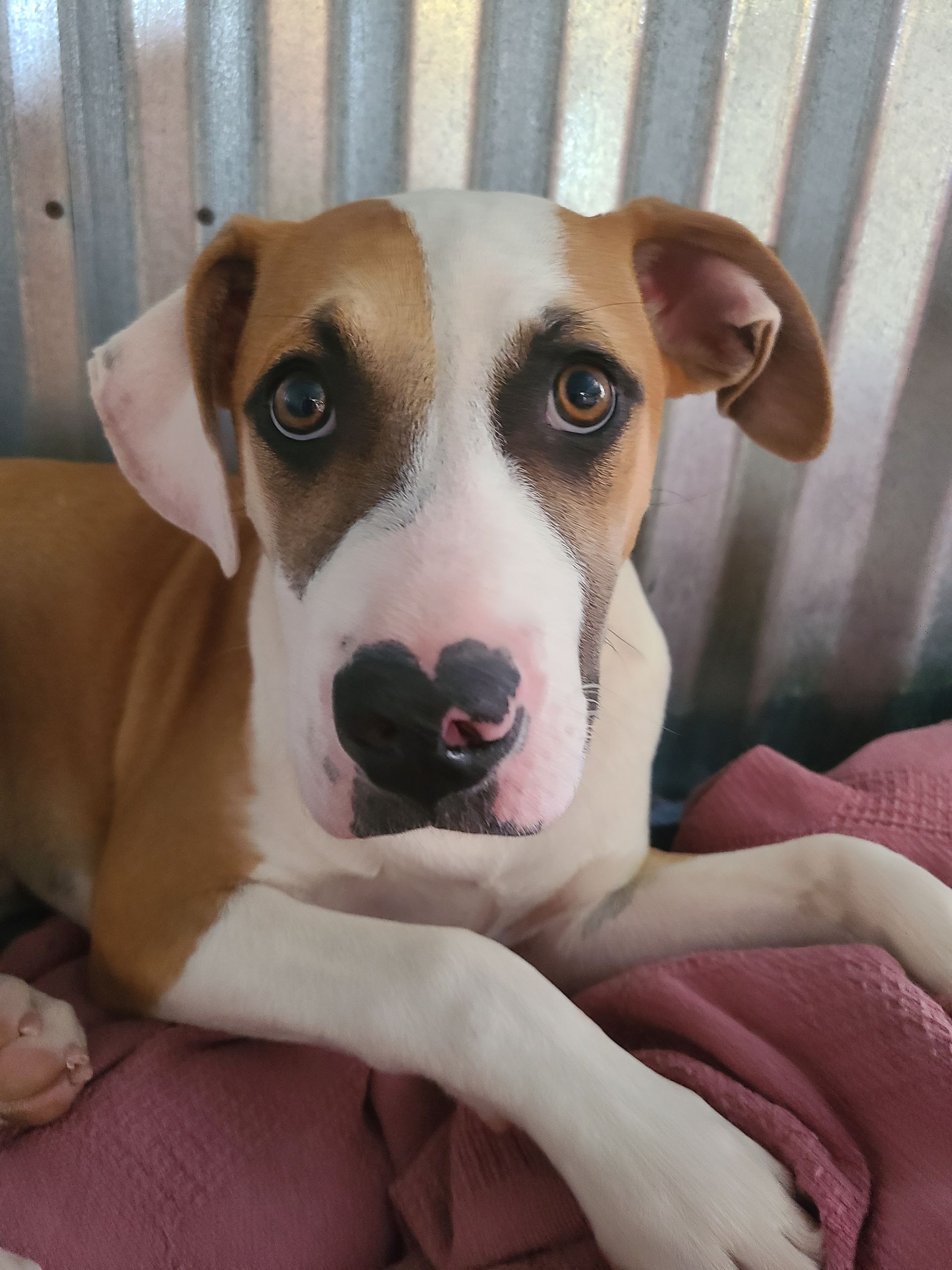 Brown-and-white dog with soulful eyes, resting on a pink blanket against a corrugated metal wall