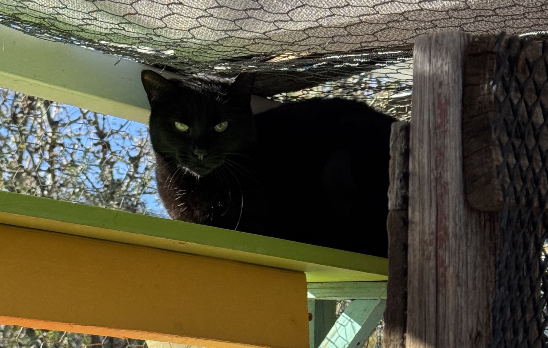 Black cat perched on a colorful shelf, looking directly at the camera with a watchful gaze.