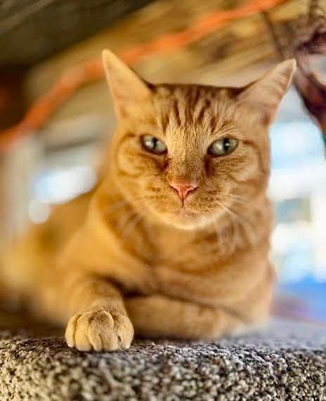 Orange tabby cat with green eyes rests on a speckled surface, looking directly at the viewer.