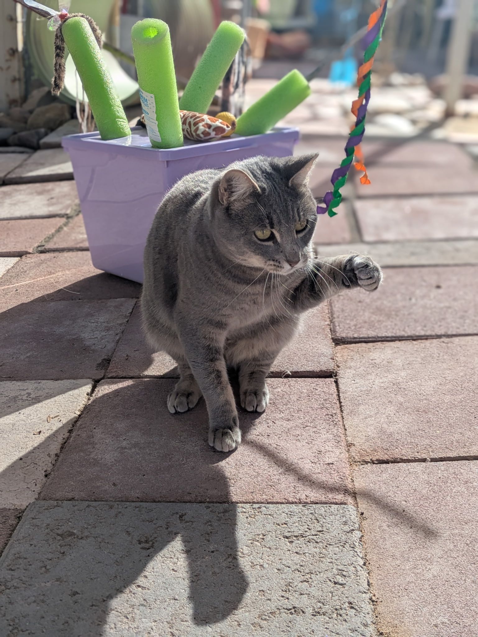 A grey tabby cat sitting on a brick patio, reaching a paw toward a hanging, colorful toy near a purple planter.