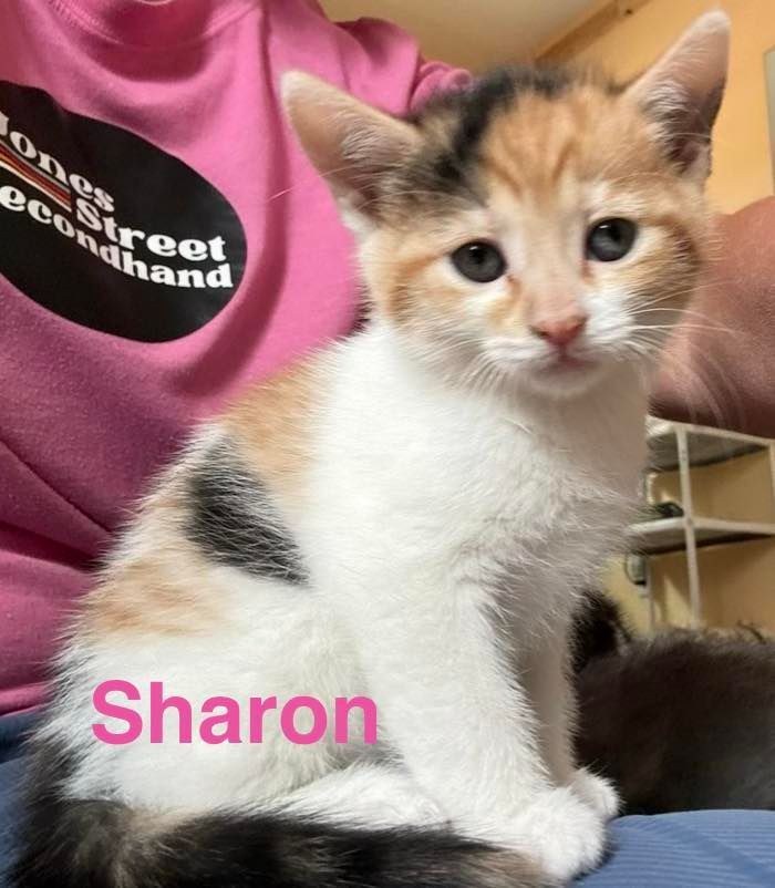 Calico kitten sitting on a person’s lap, with the name “Sharon” in pink text.