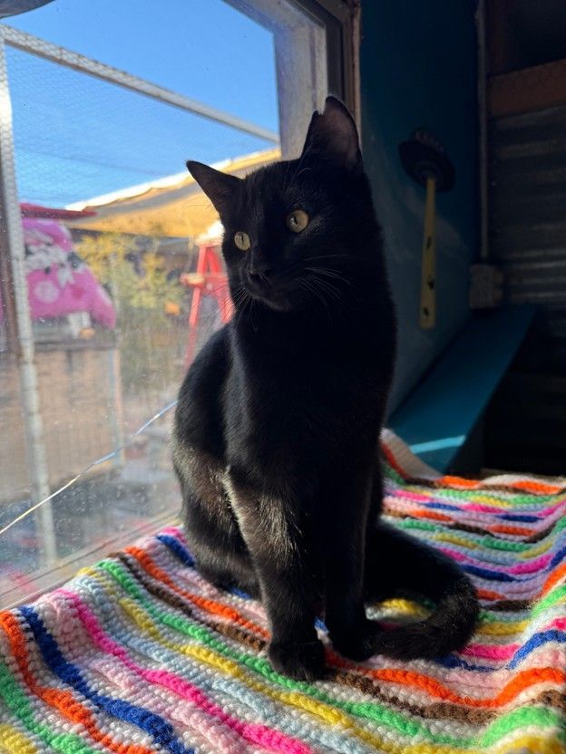 Black cat sitting on a colorful blanket by a window, looking away.