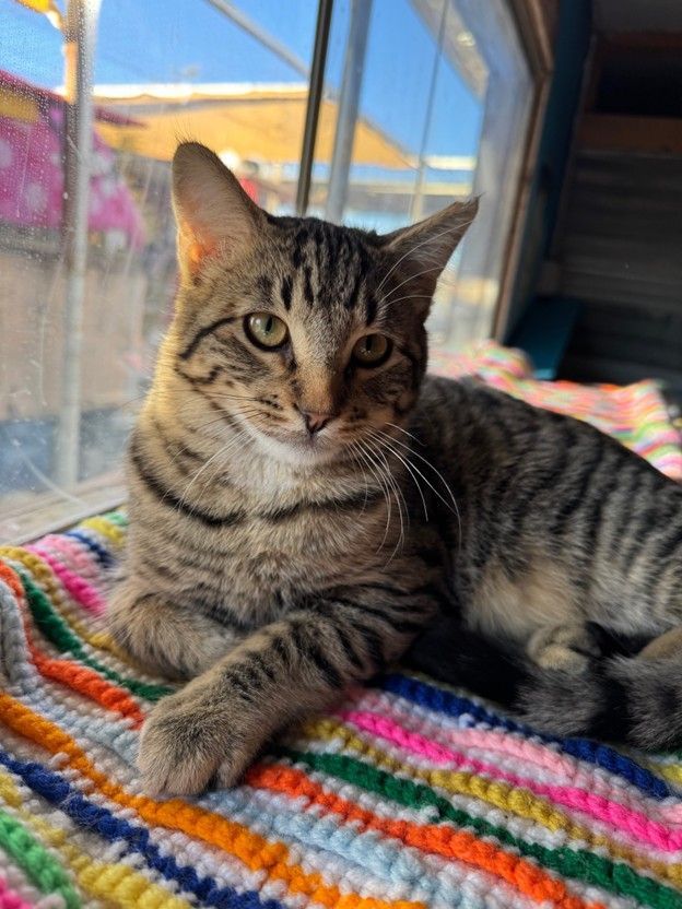 Tabby cat resting on a colorful blanket near a window, looking at the viewer.