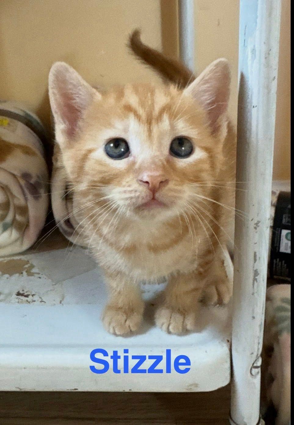Orange kitten standing on a shelf, looking at the camera, with “Stizzle” written below.