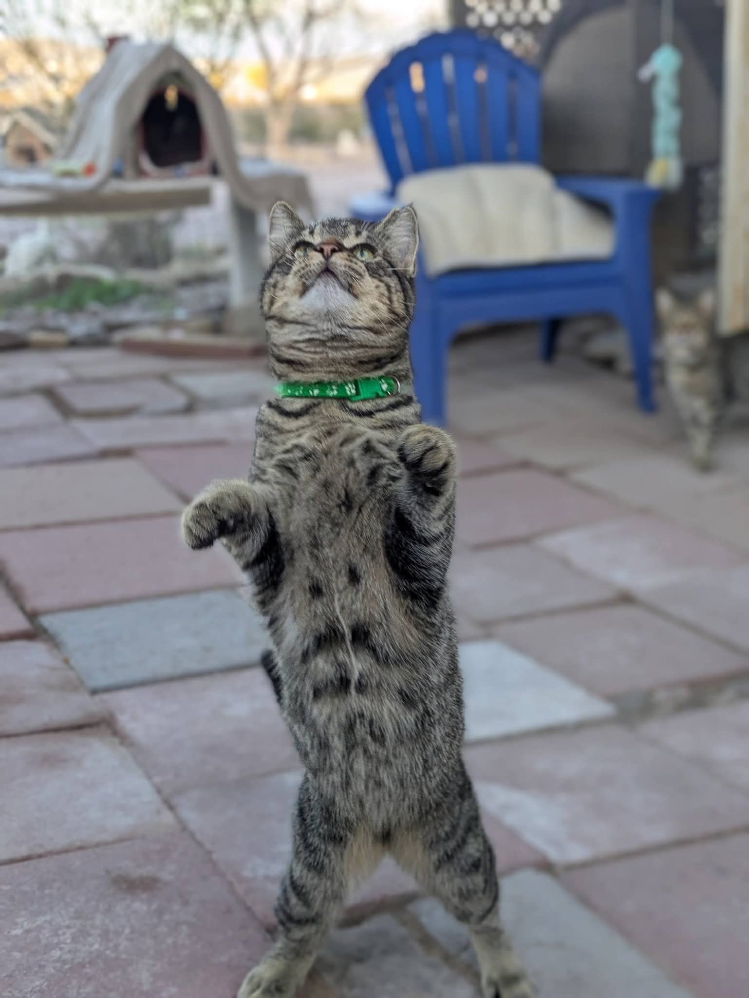 Tabby cat standing upright, looking up, wearing a green collar. Outdoors, tiled patio.