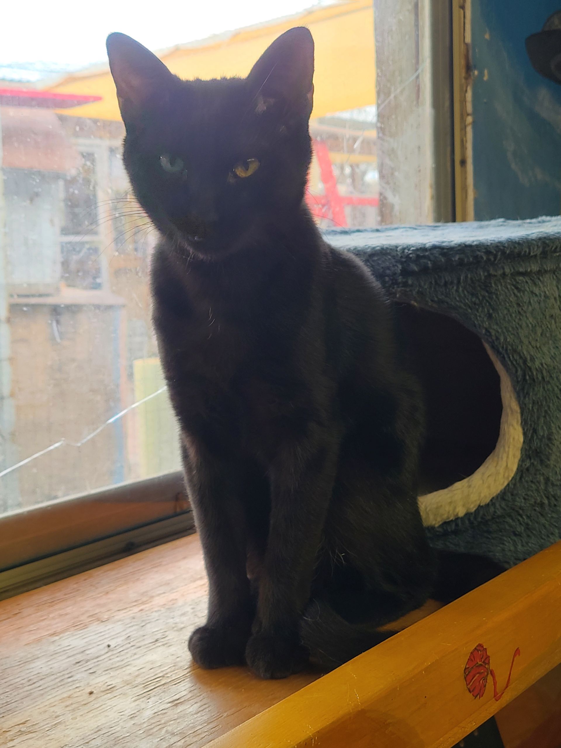 Black cat with yellow and green eyes, sitting on a wooden surface near a window.