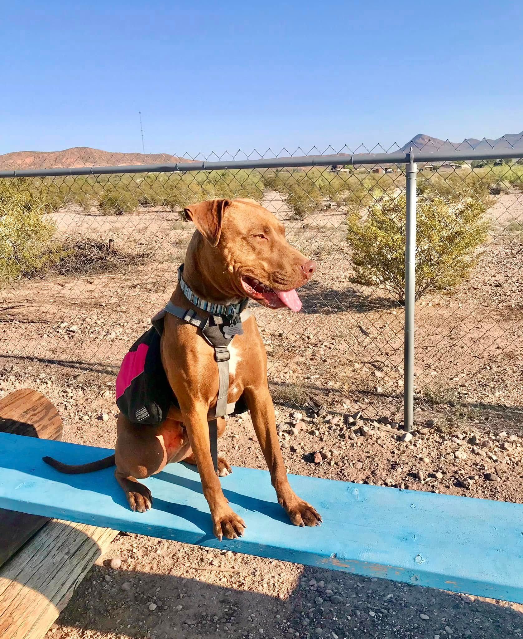 Brown dog wearing a harness sits on a blue beam outside, tongue out, with fence and mountains in the background.