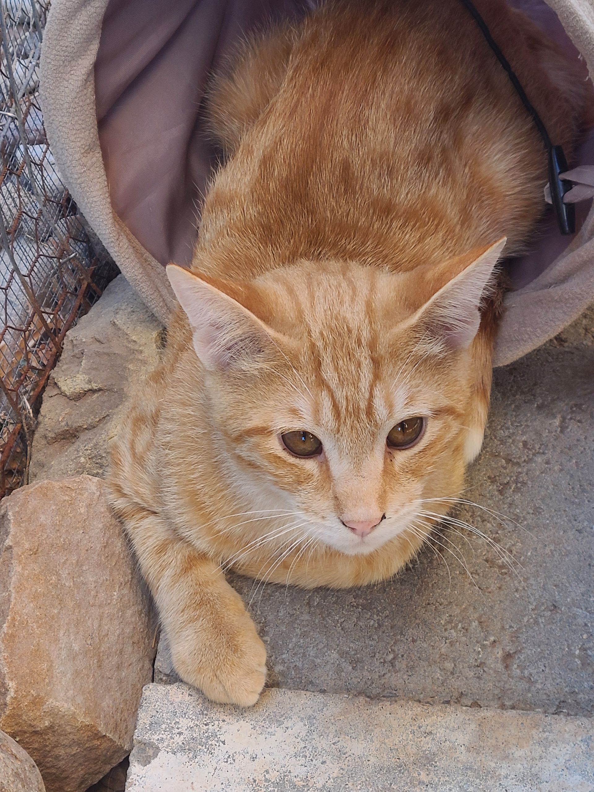 An orange tabby cat sitting on a concrete surface, partly tucked inside a fabric tunnel.