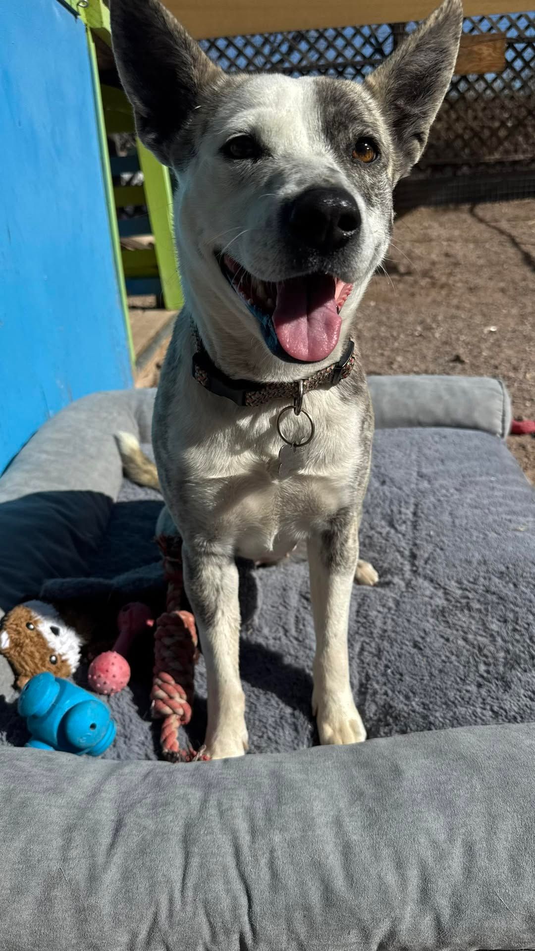 A smiling white and grey speckled dog sits on a grey plush dog bed with several small toys, outdoors in the sunlight.